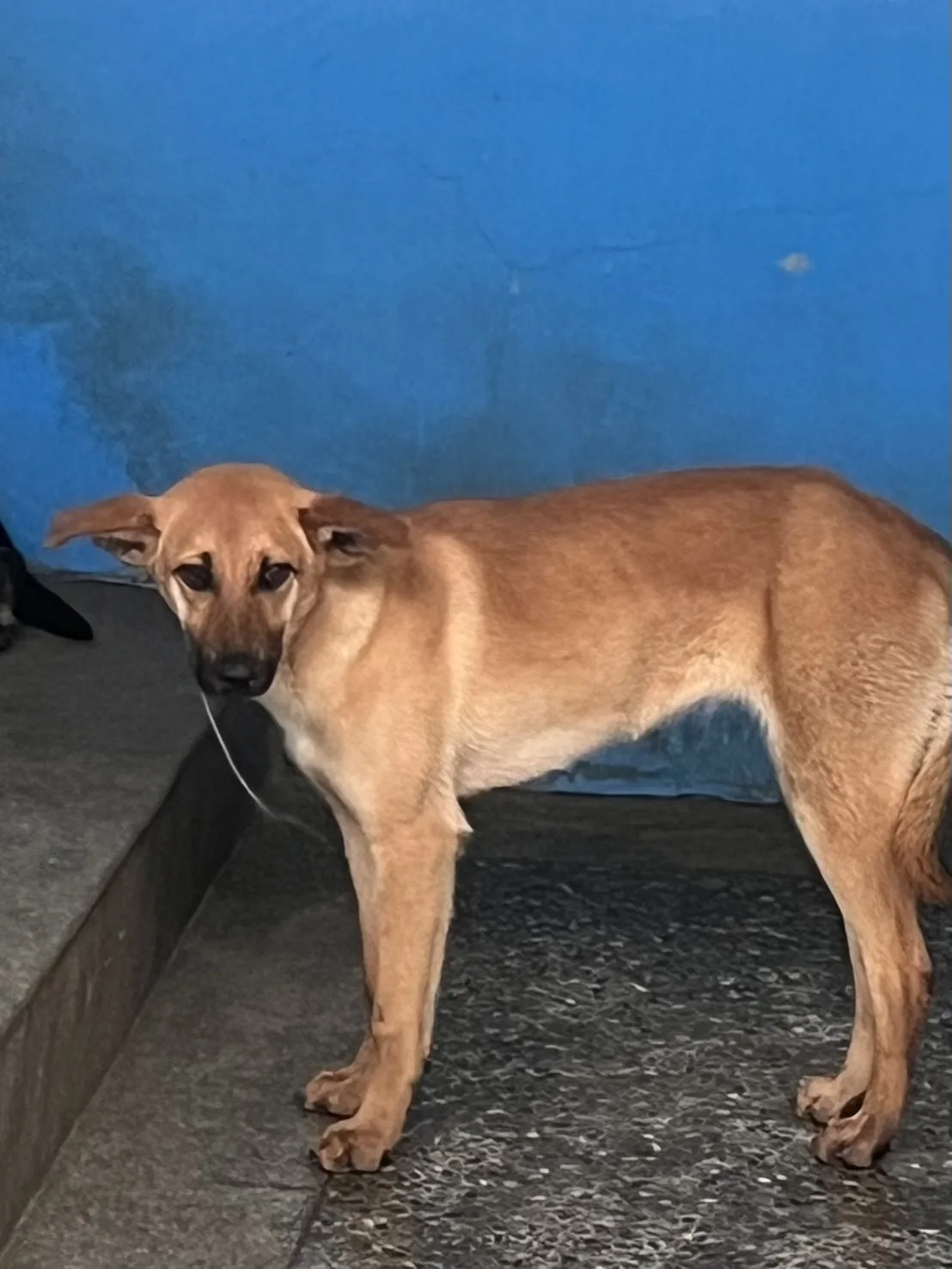 混種犬