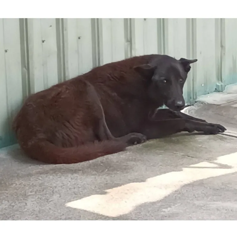混種犬
