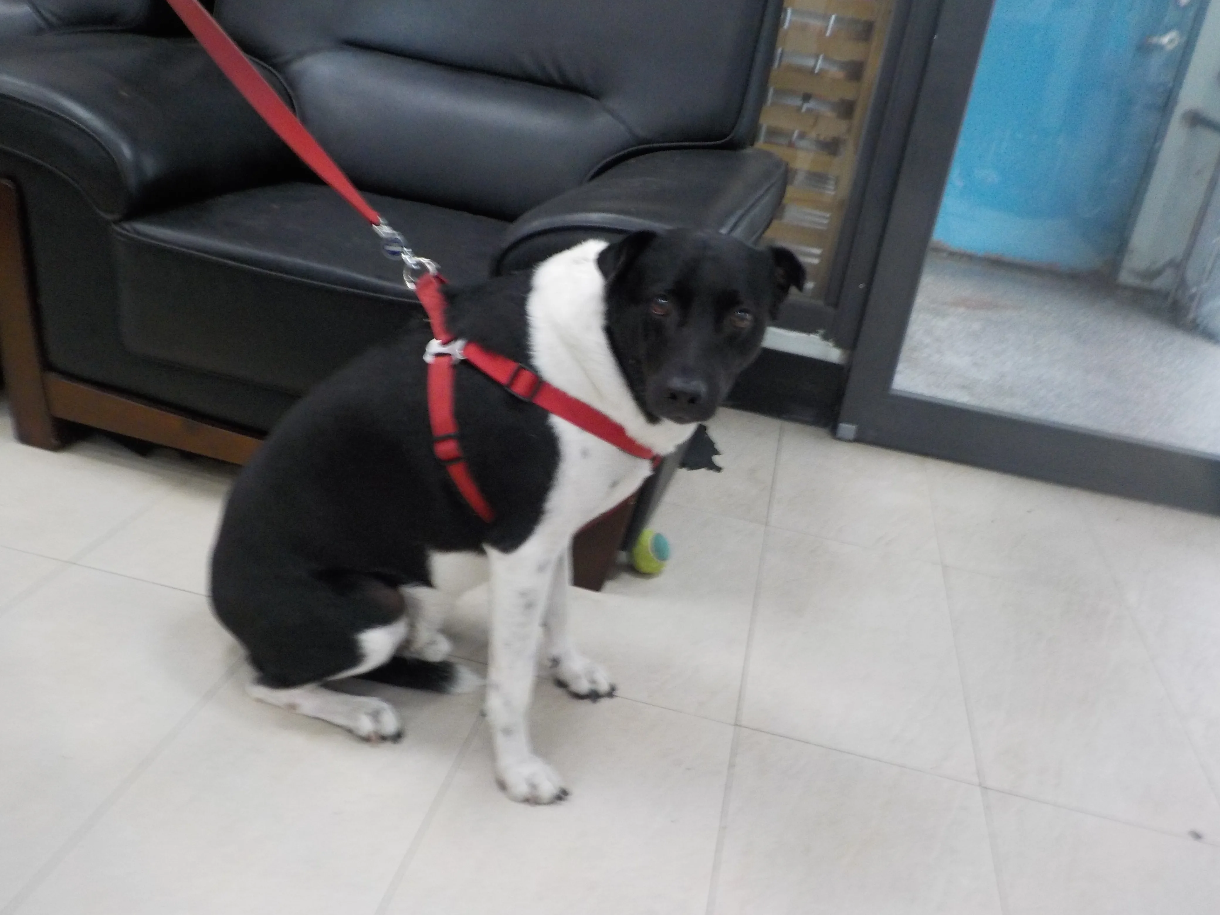 混種犬