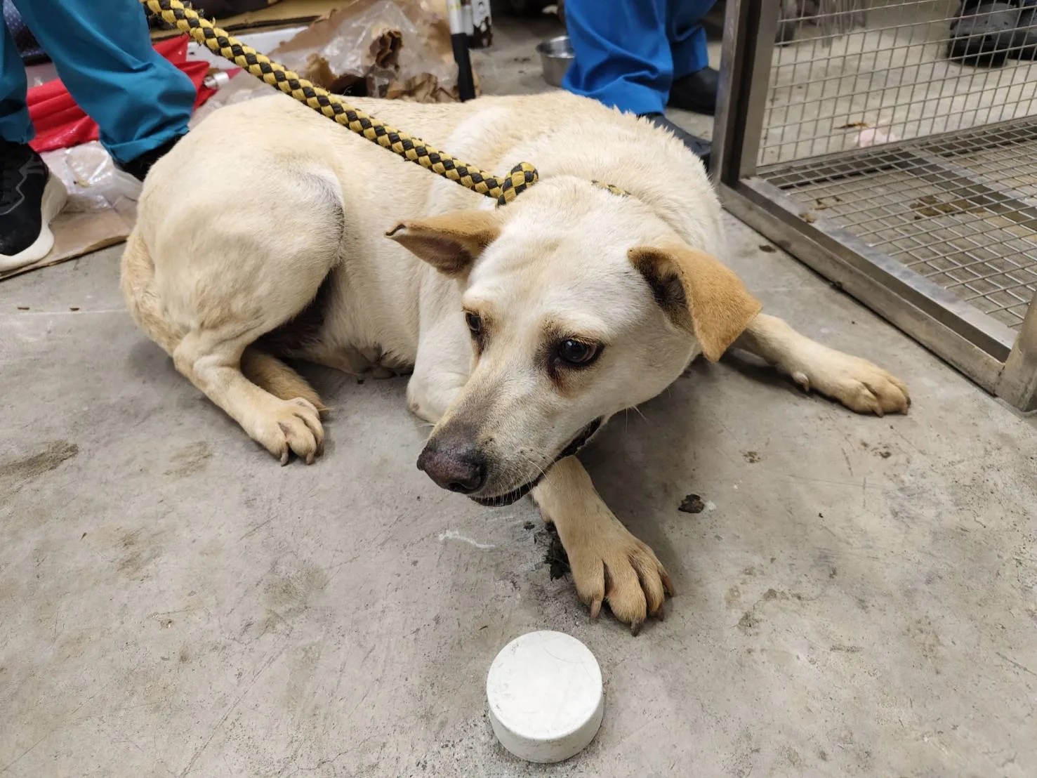 混種犬