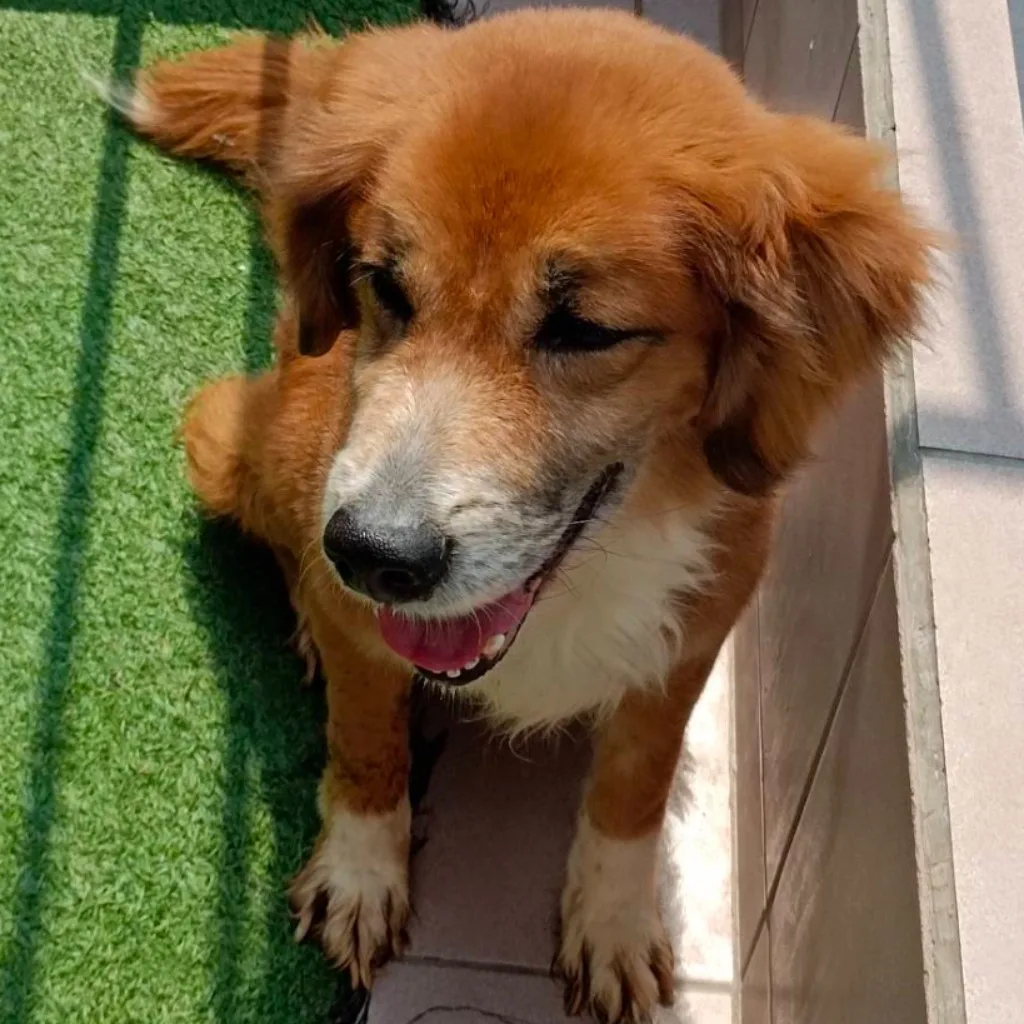 混種犬