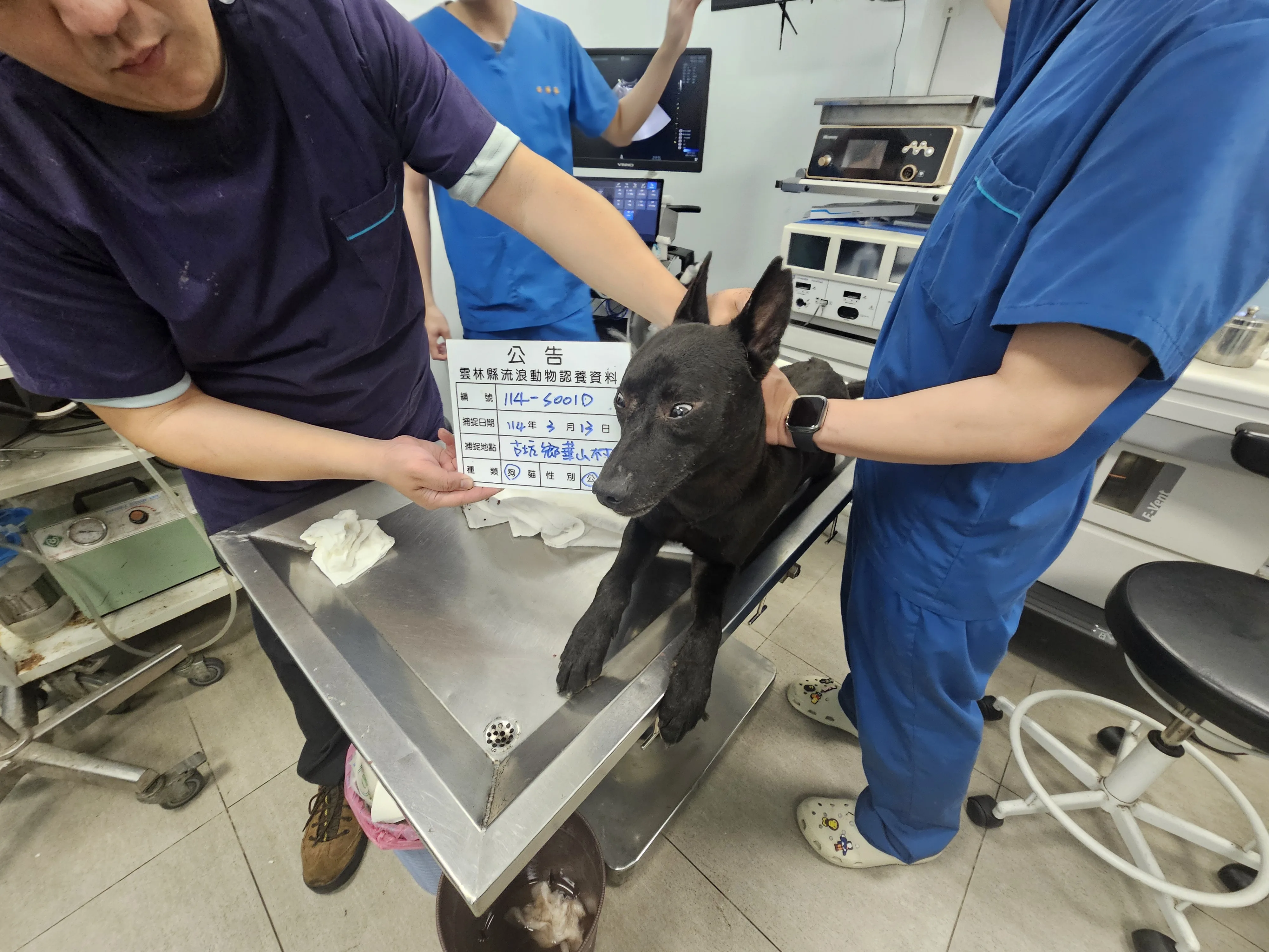 混種犬