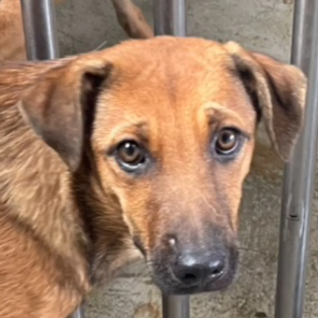 混種犬