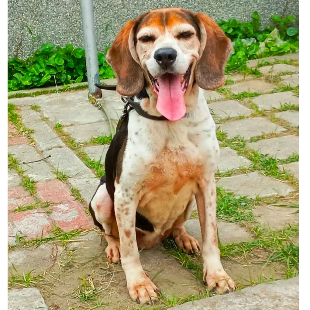 混種犬