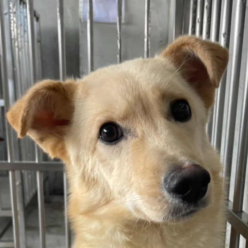 混種犬