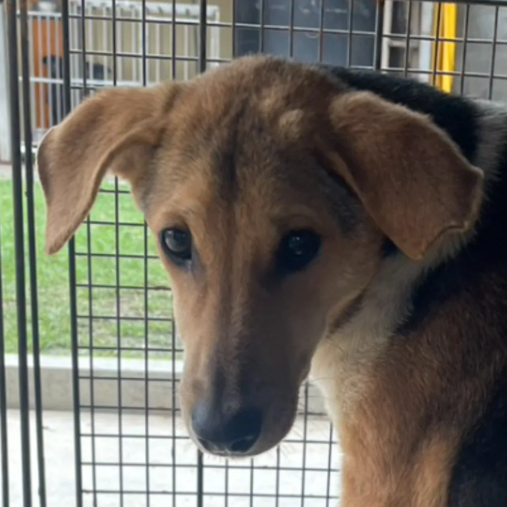 混種犬