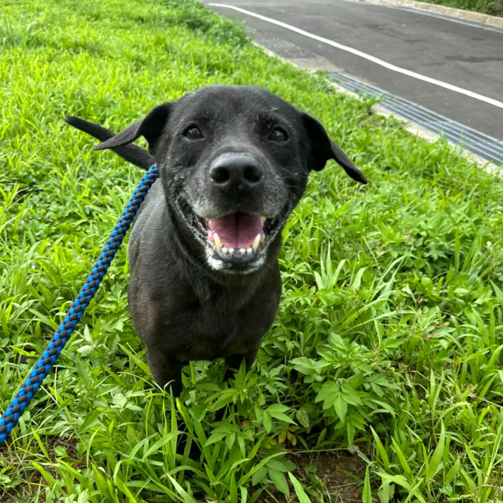 混種犬