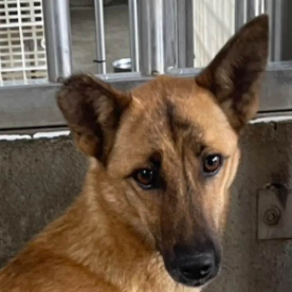 混種犬