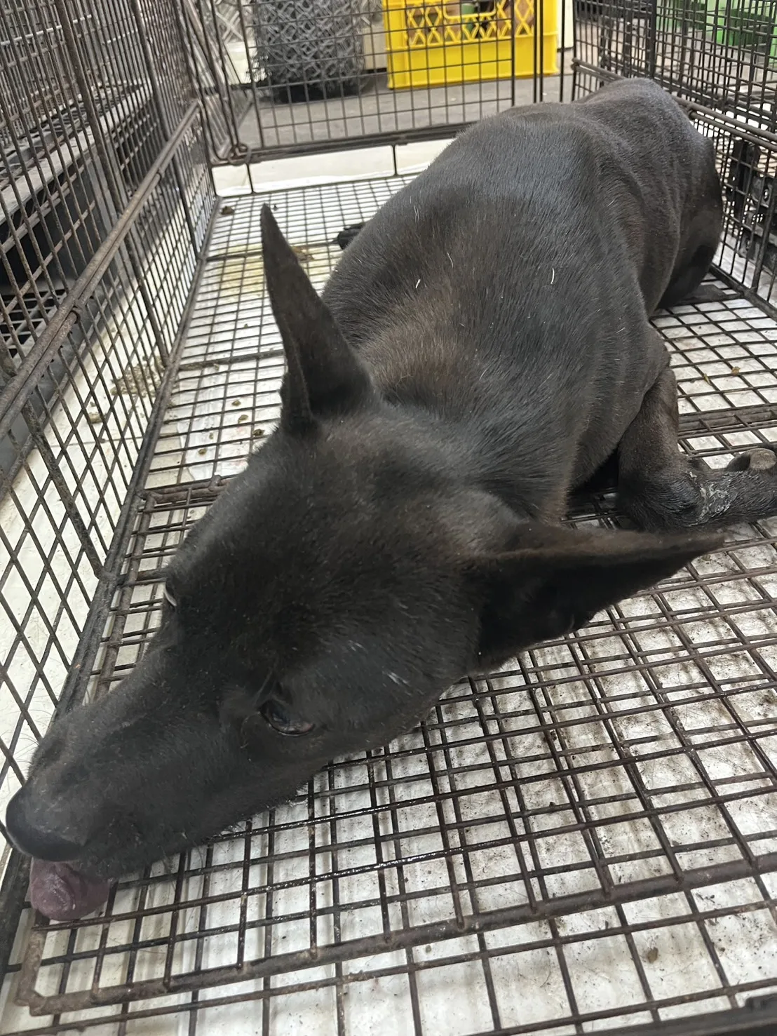 混種犬