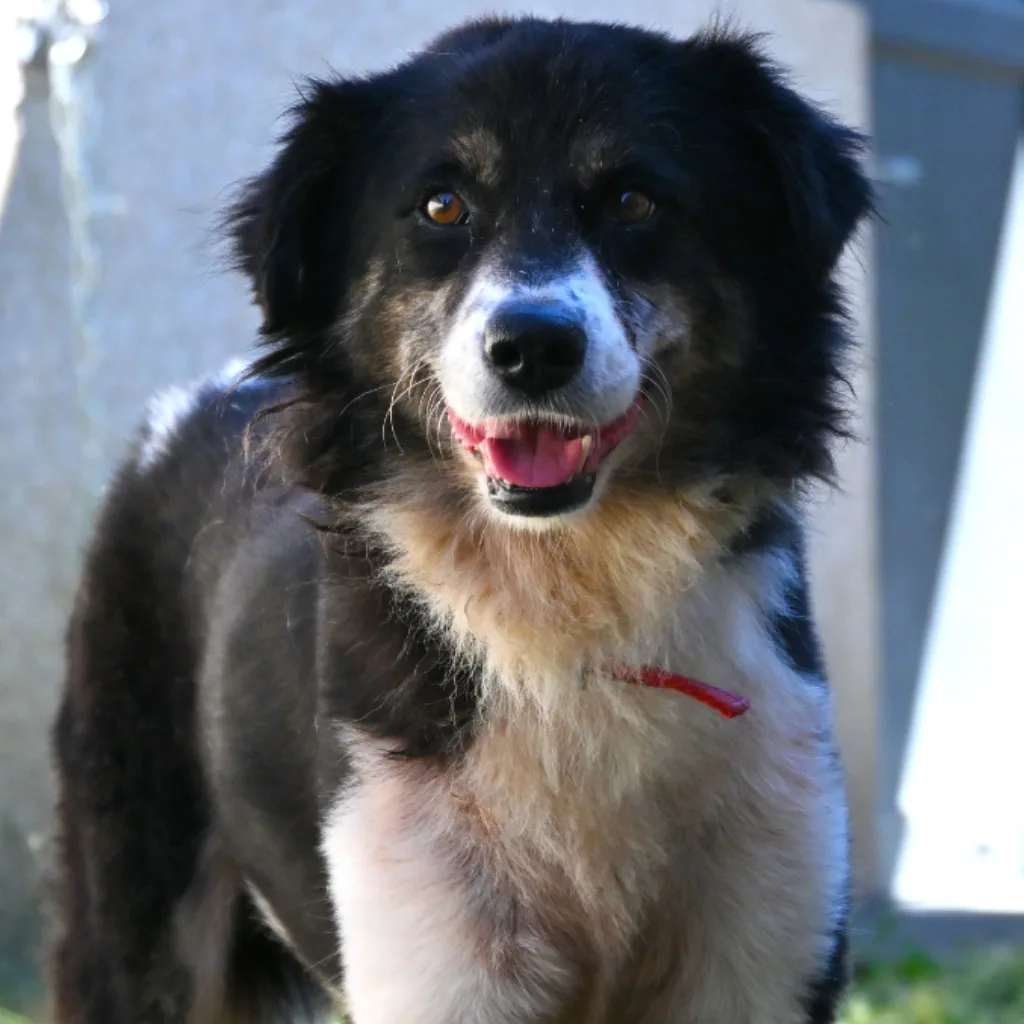 混種犬