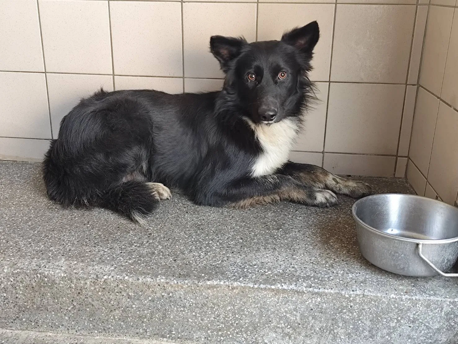 混種犬