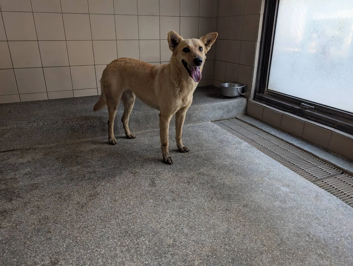 混種犬
