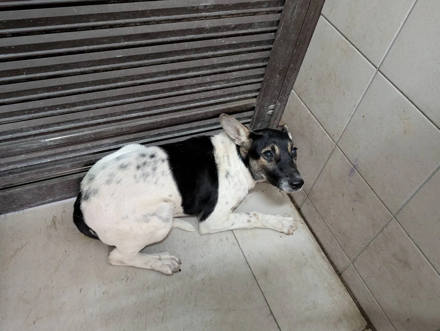 混種犬