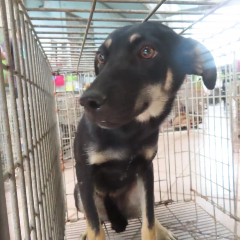 混種犬