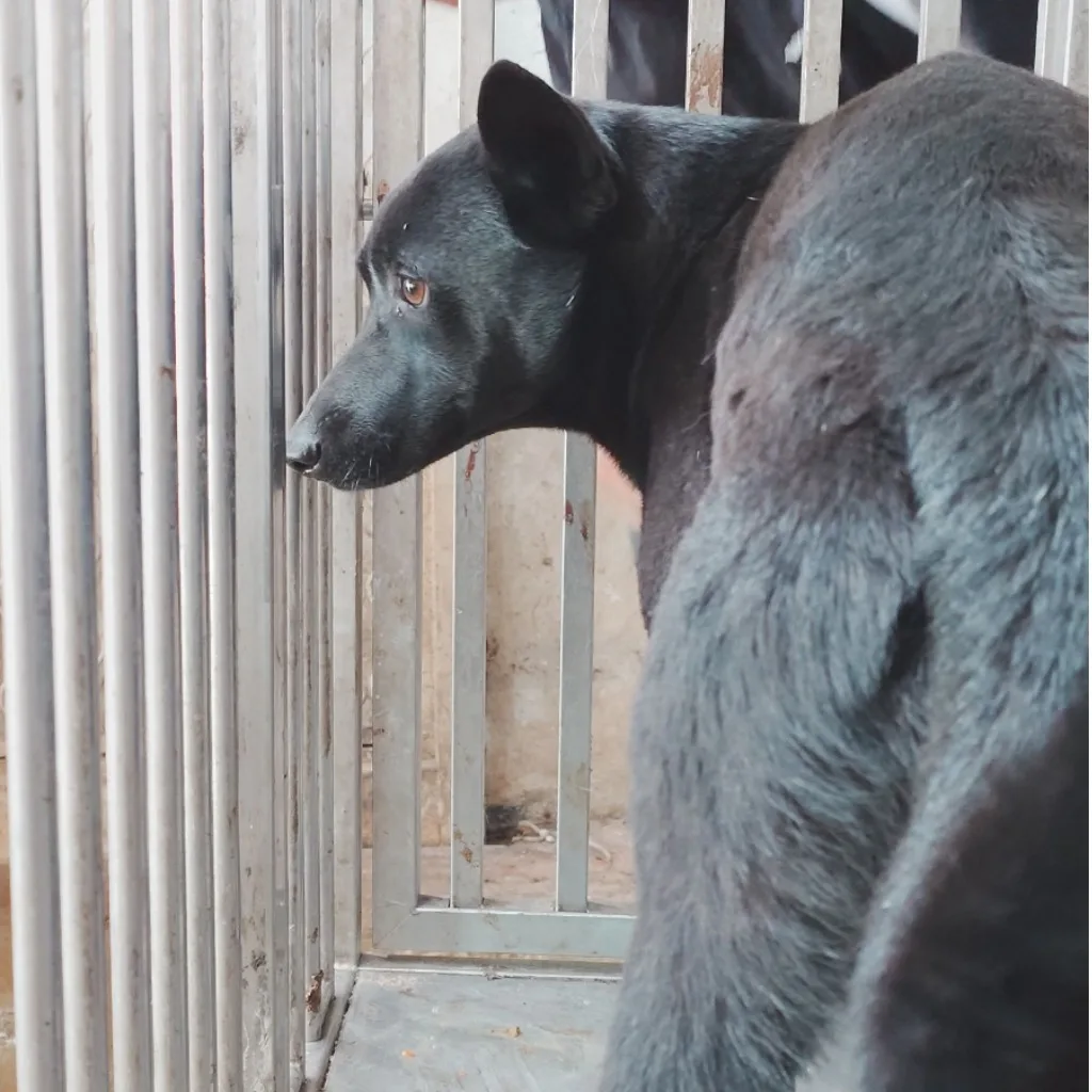 混種犬