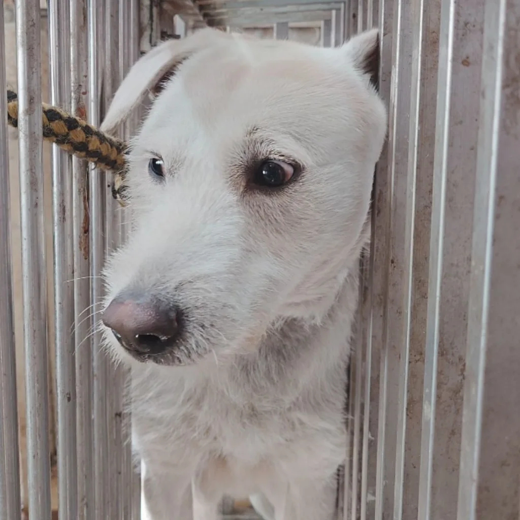 混種犬