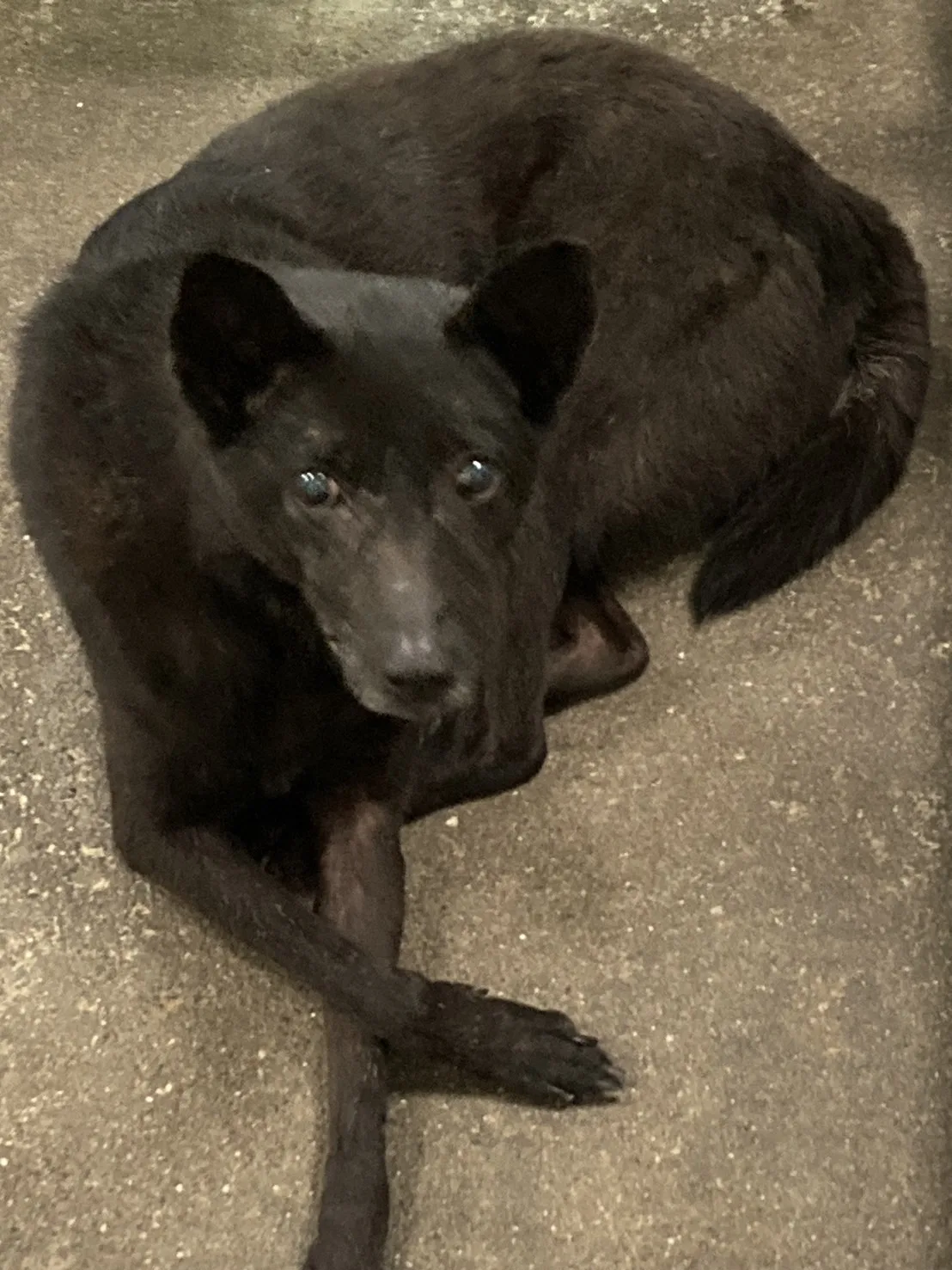 混種犬