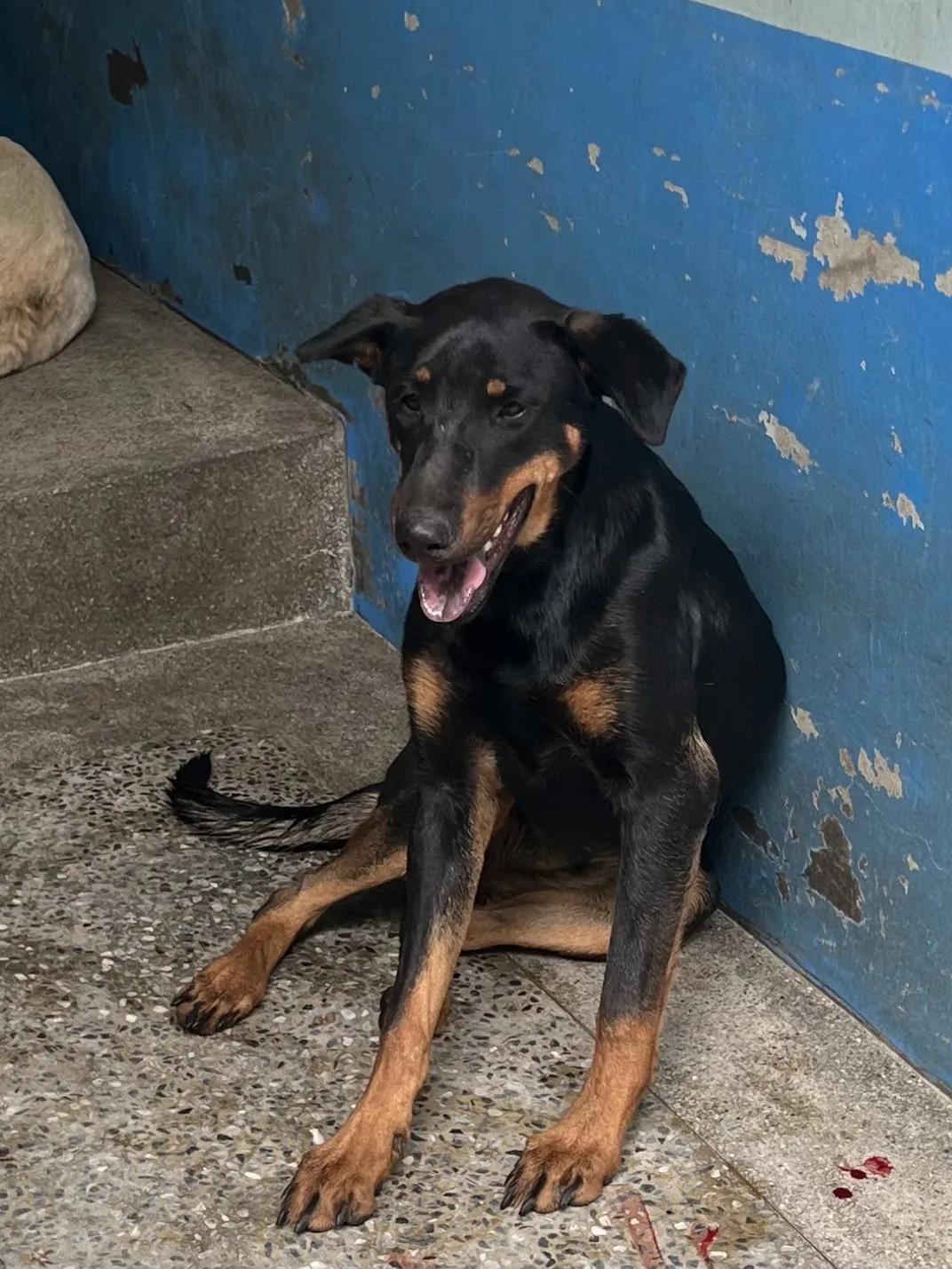 混種犬