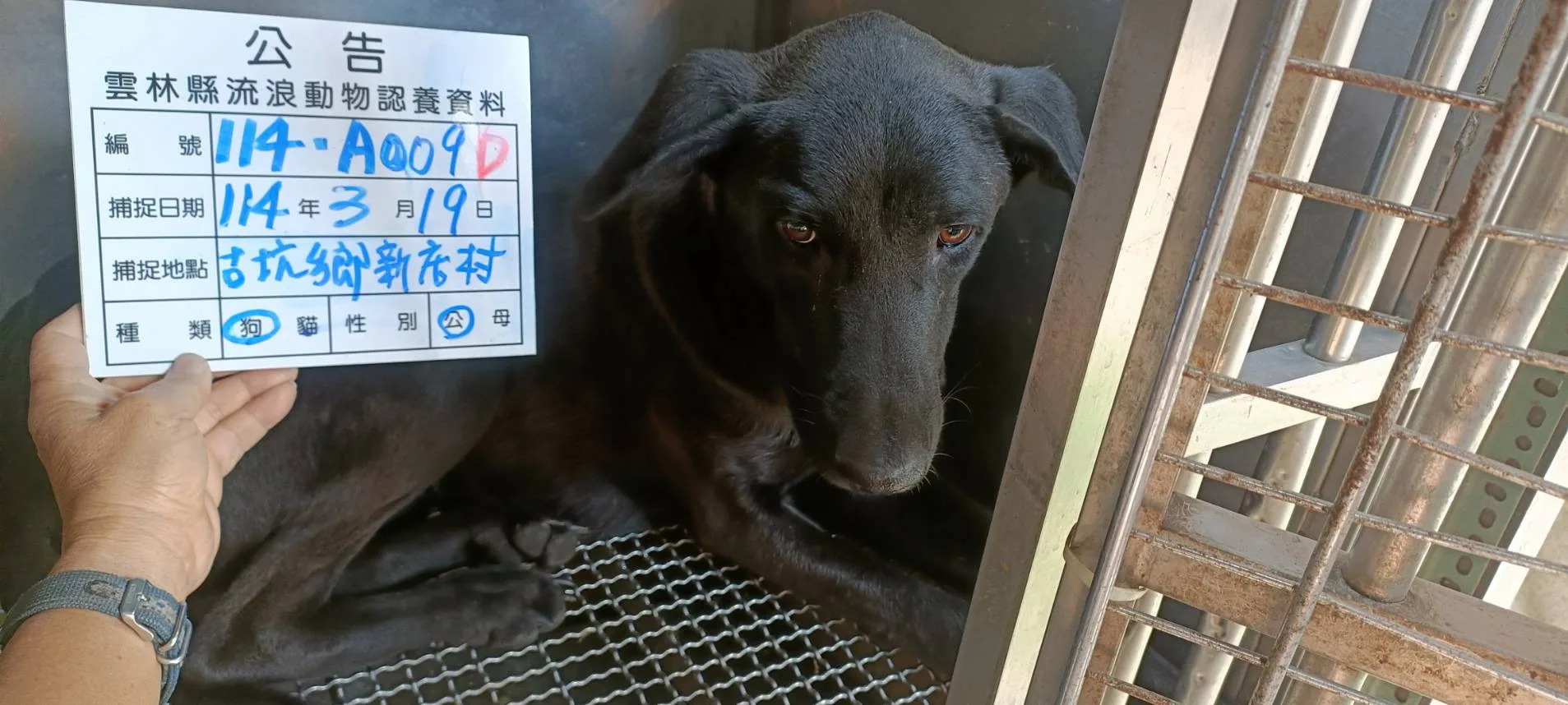 混種犬