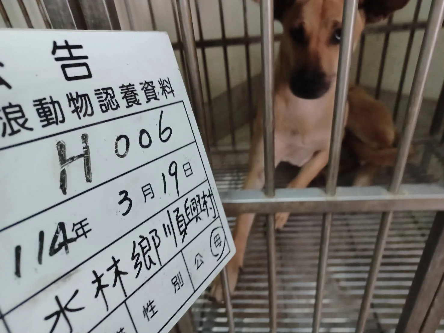 混種犬