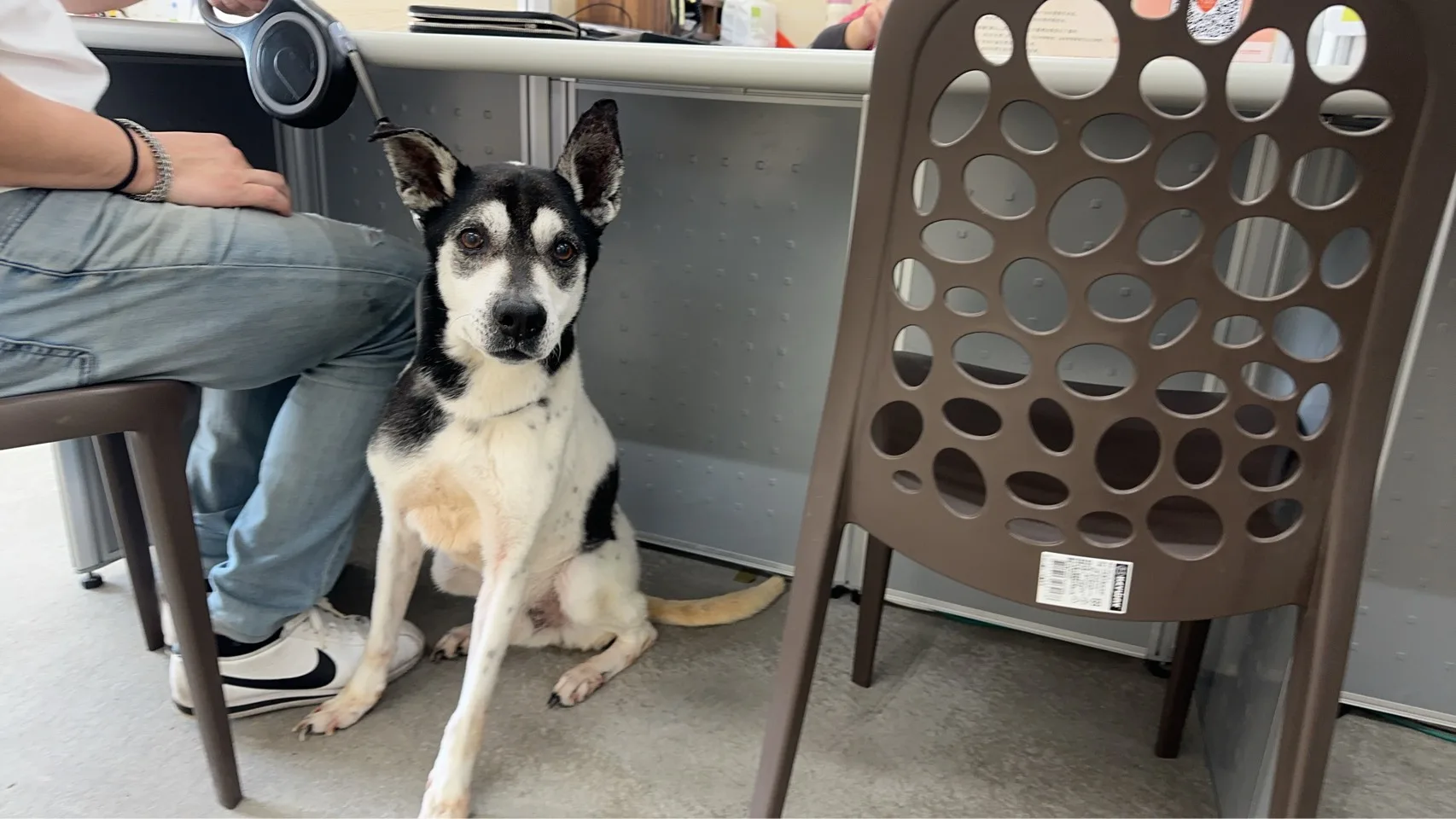 混種犬