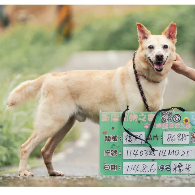 混種犬