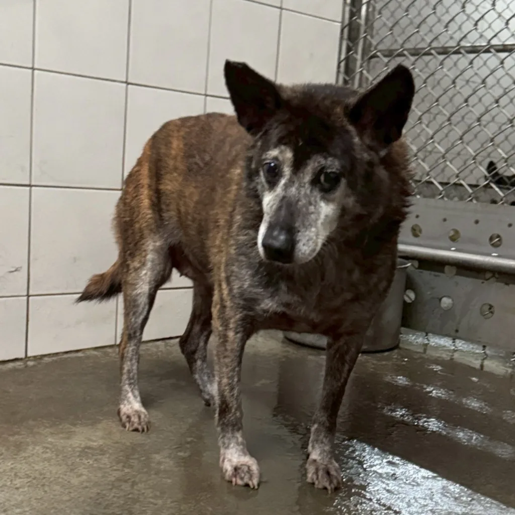 混種犬
