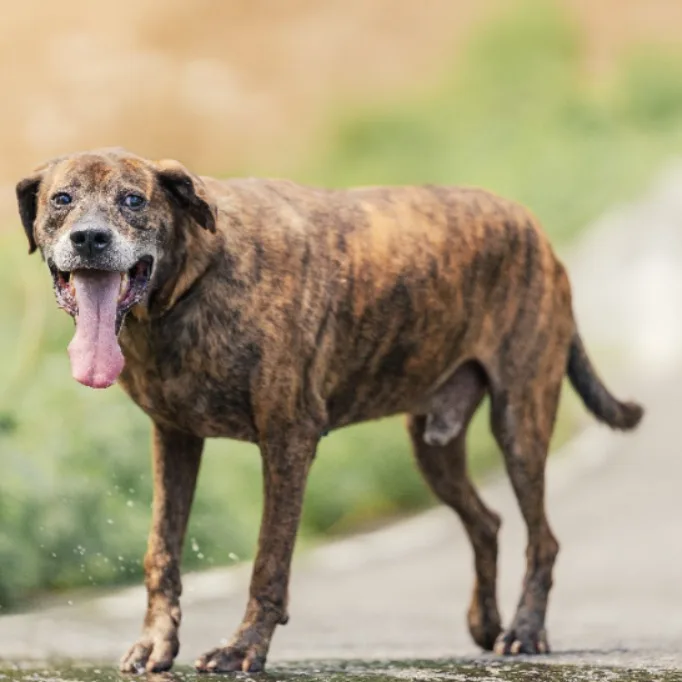 混種犬