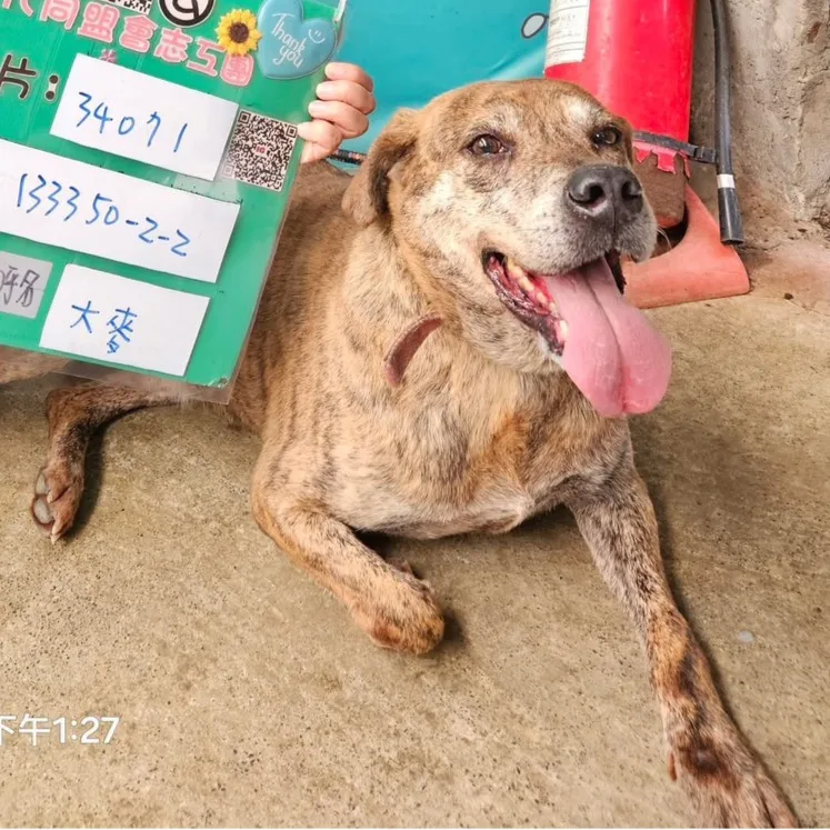 混種犬