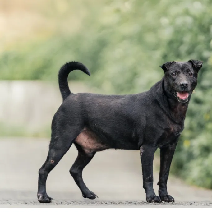 混種犬