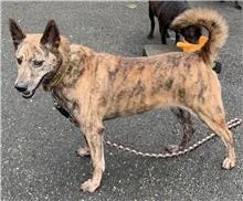 混種犬
