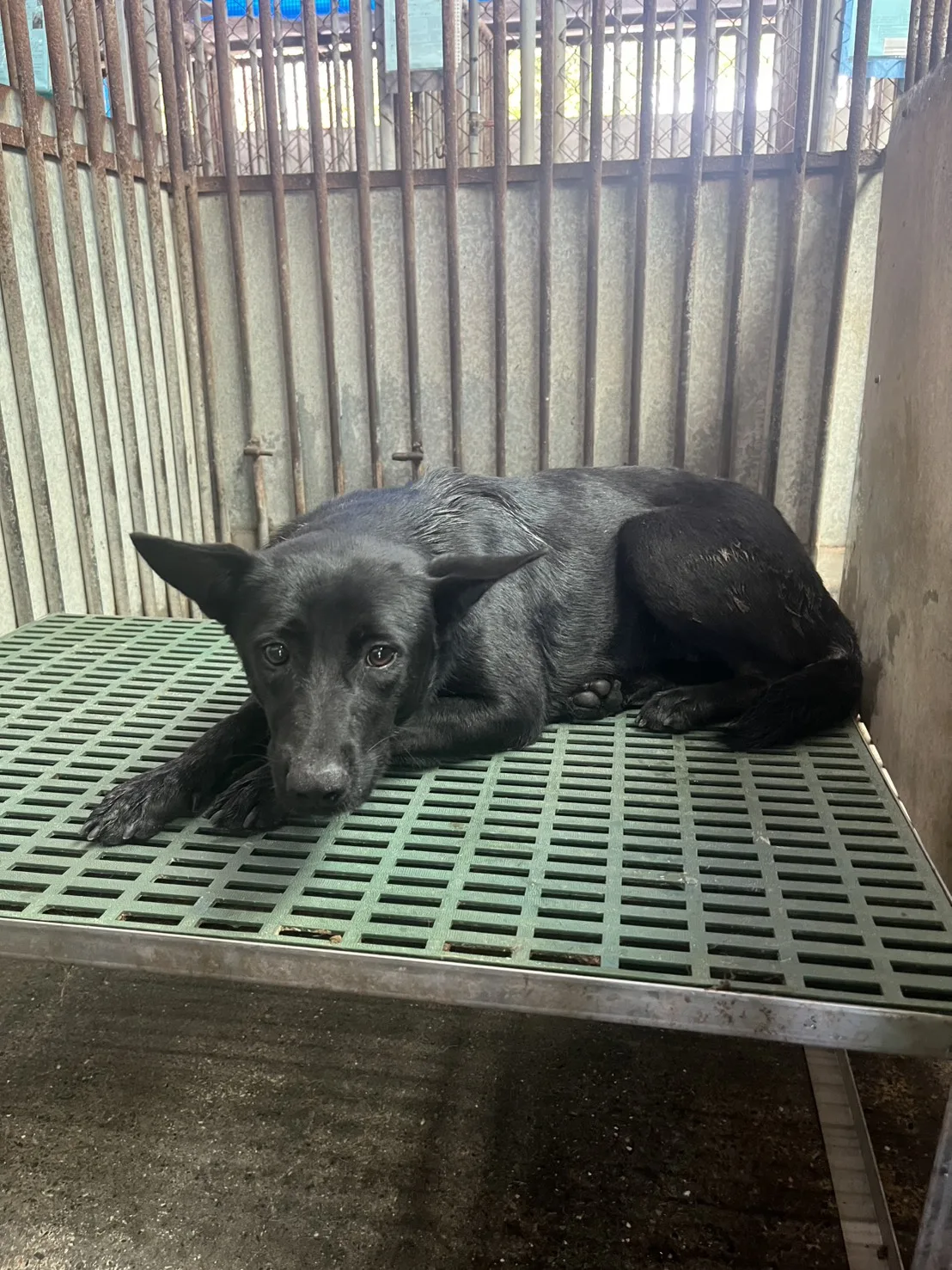 混種犬