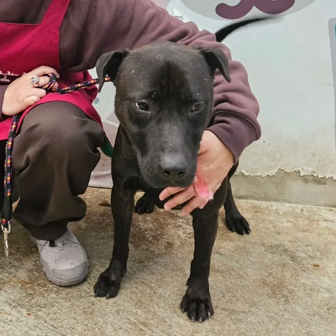混種犬