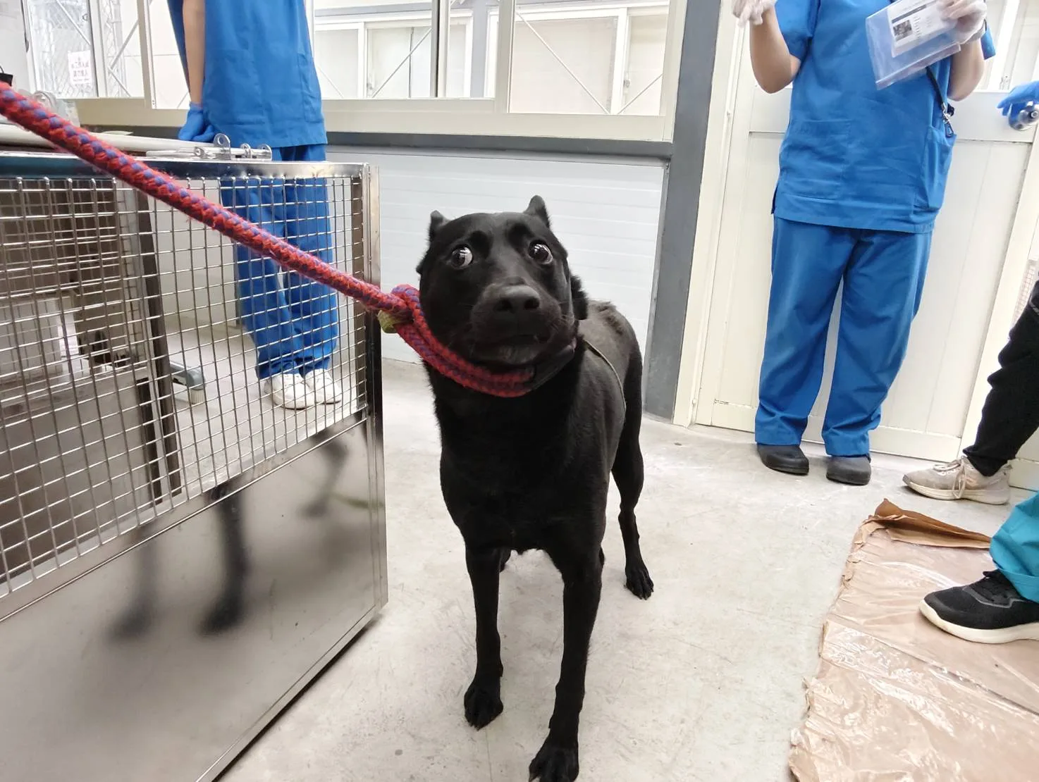 混種犬