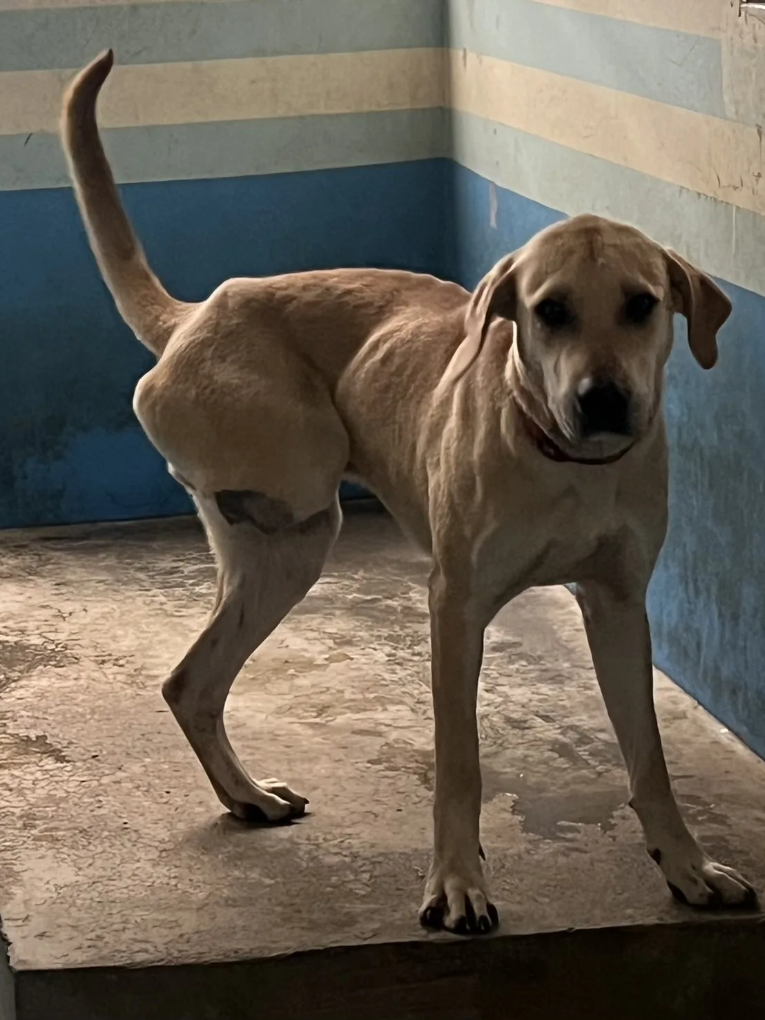 混種犬
