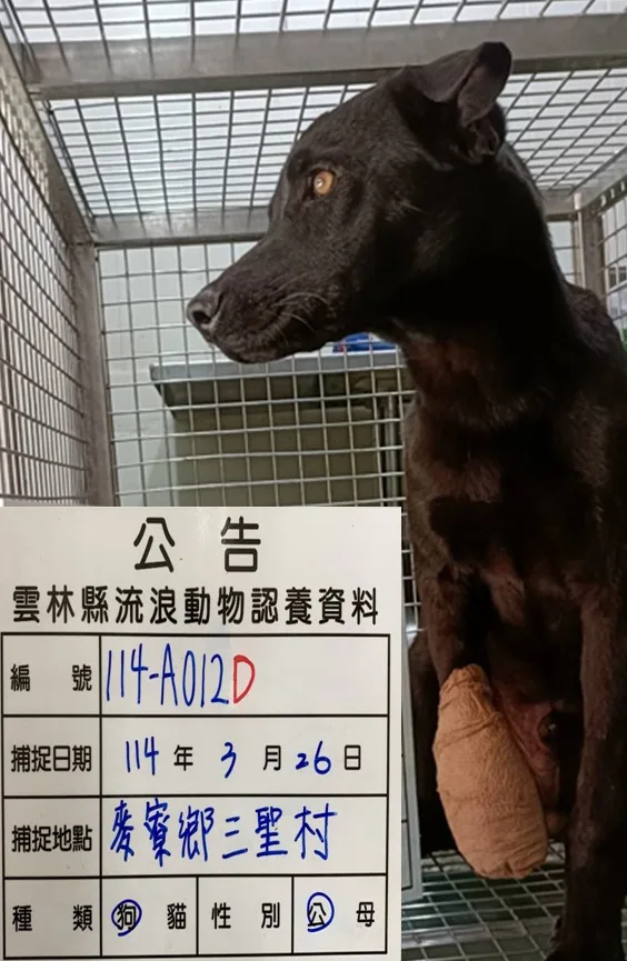 混種犬
