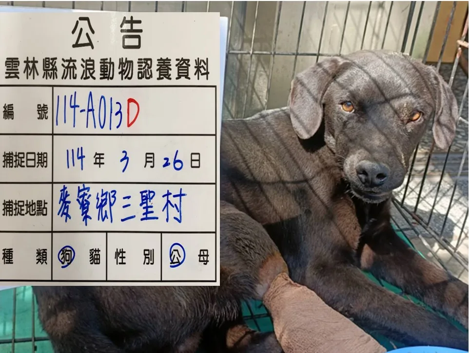 混種犬