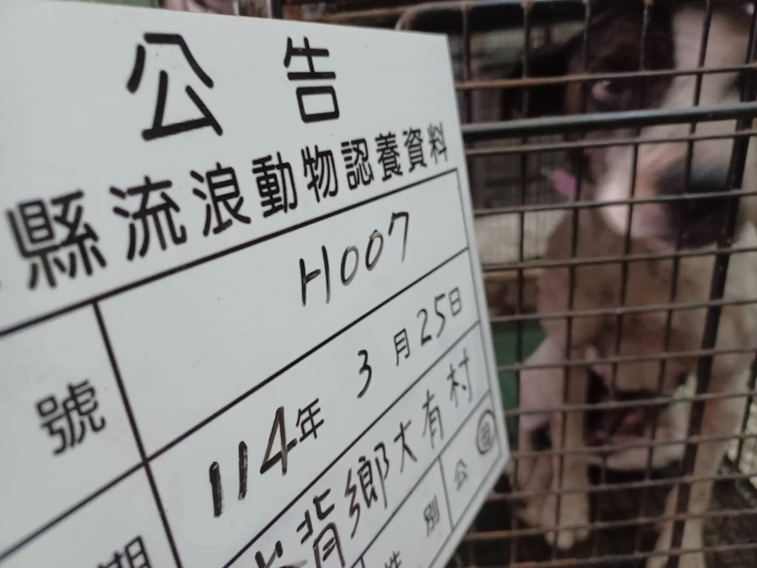 比特犬