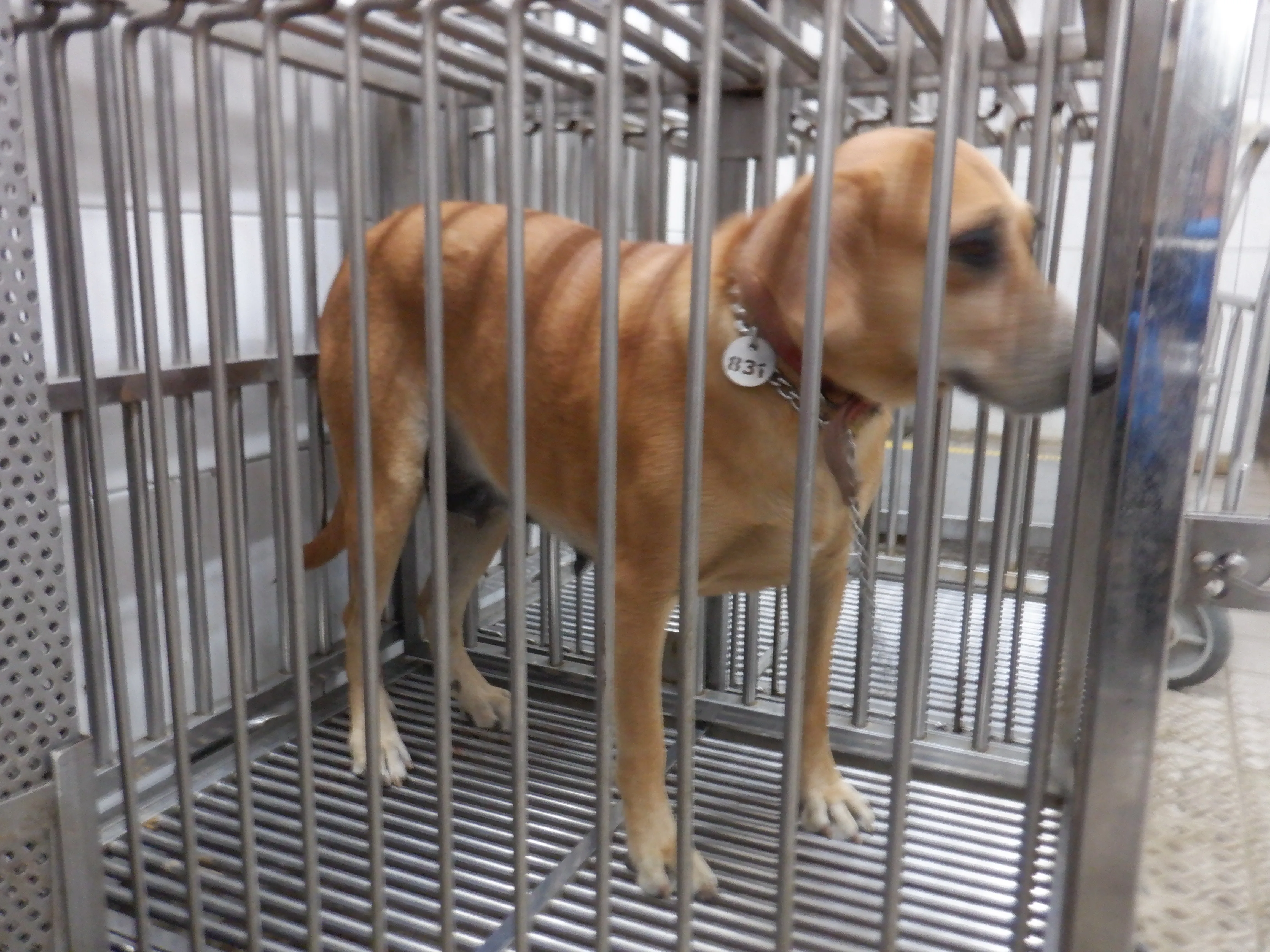 混種犬