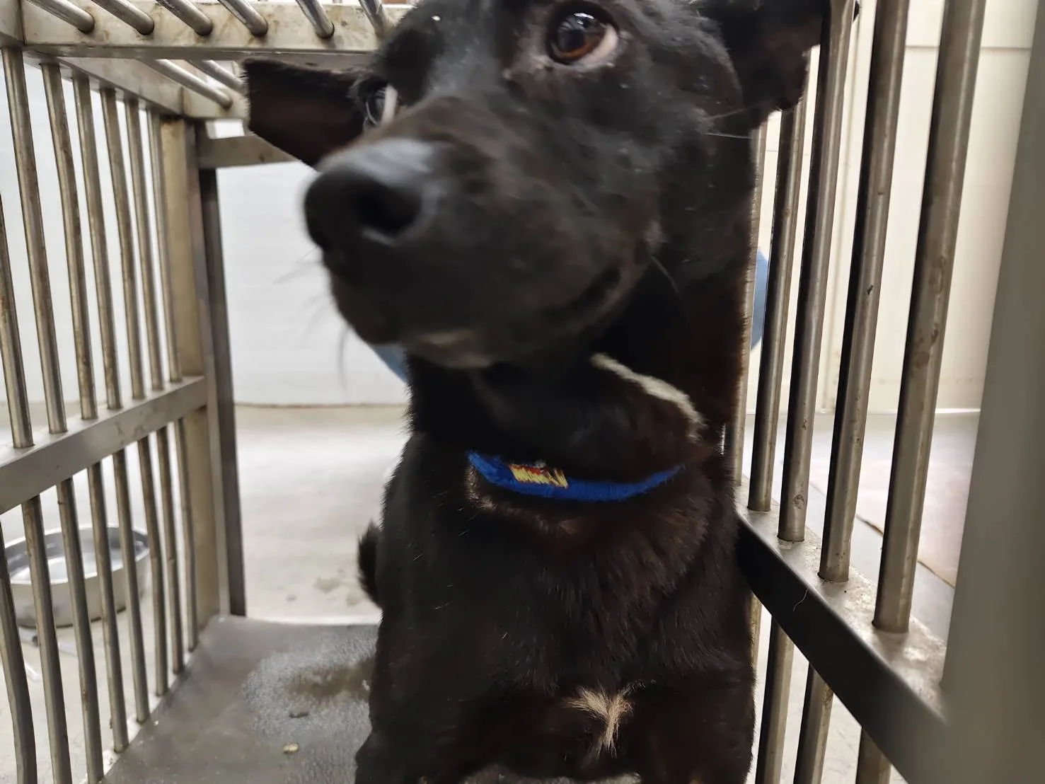 混種犬