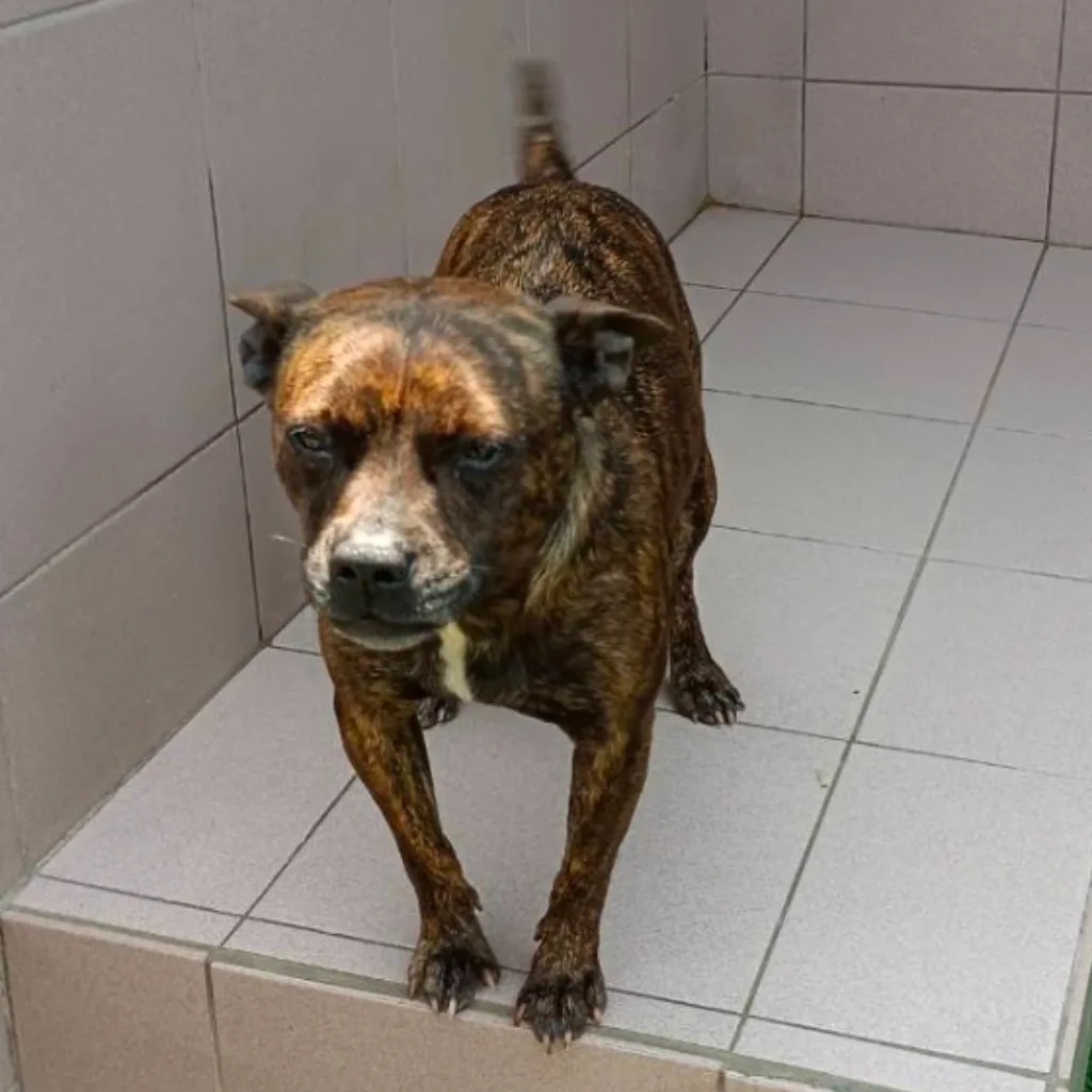 混種犬