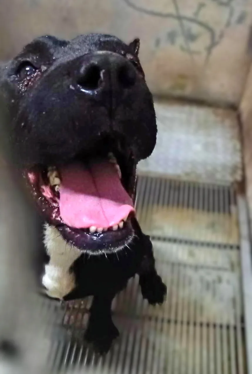 混種犬