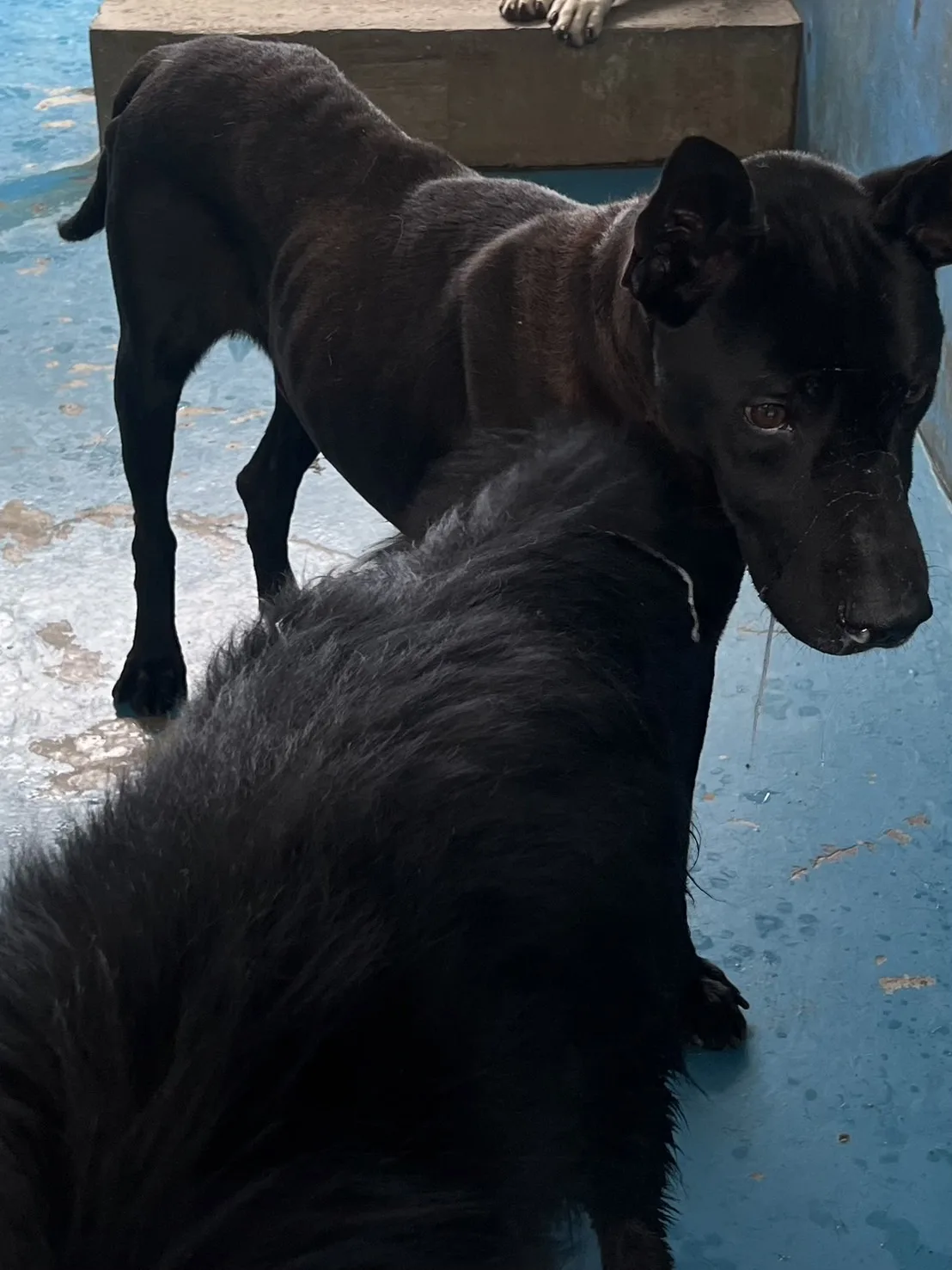 混種犬