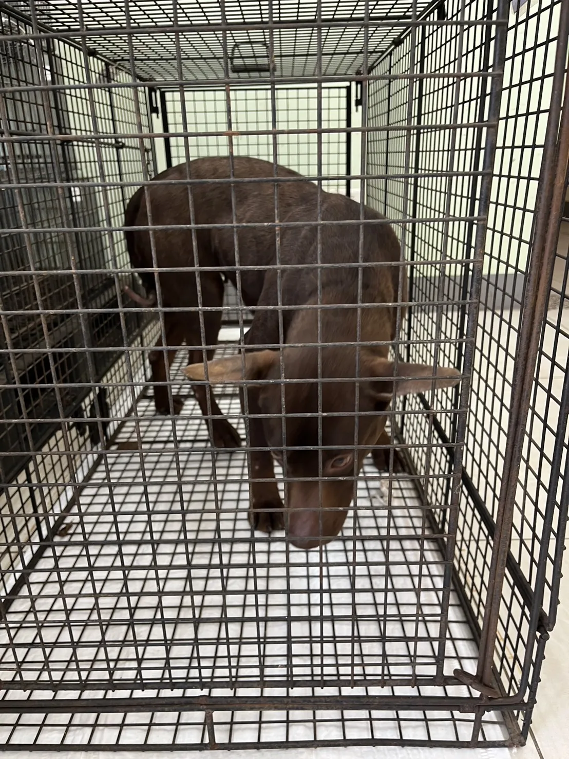 混種犬