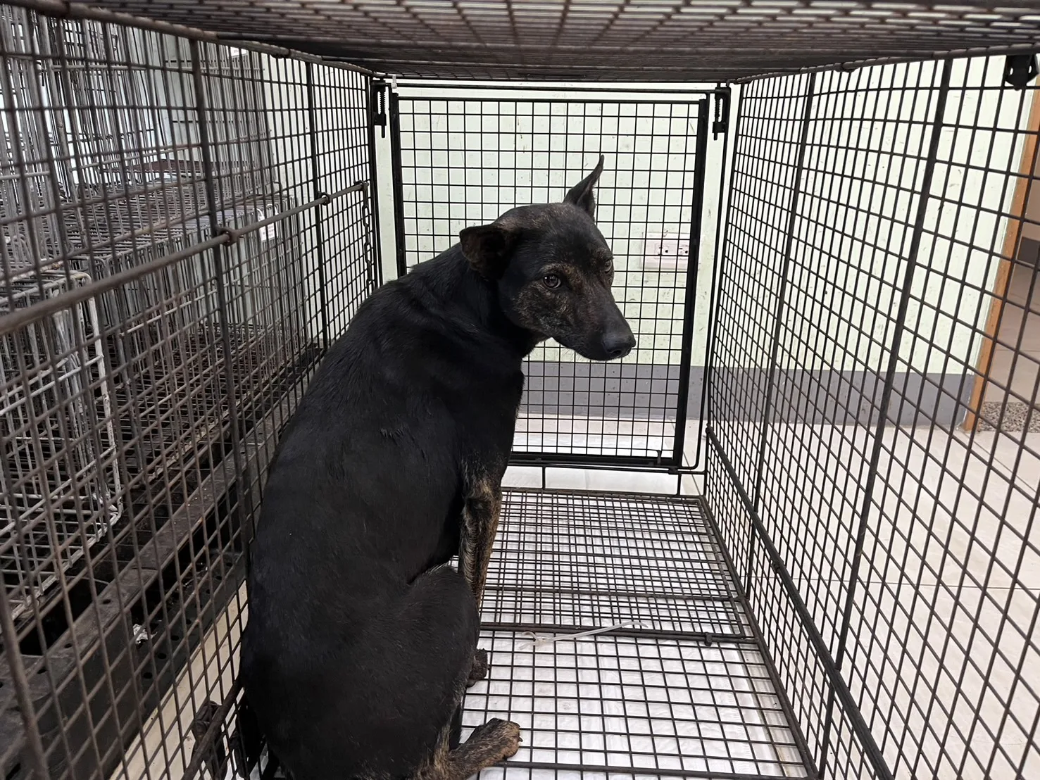 混種犬