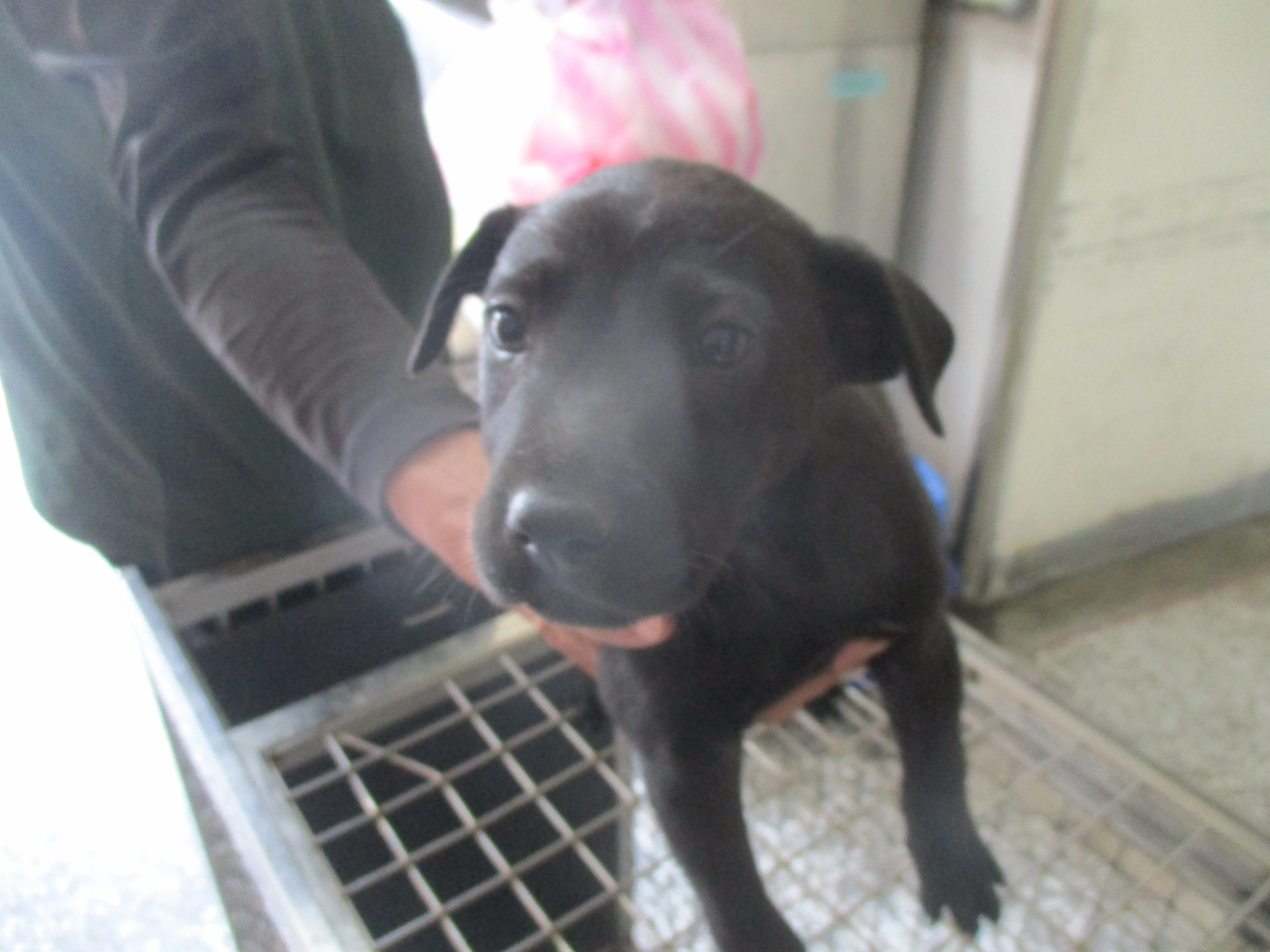 混種犬