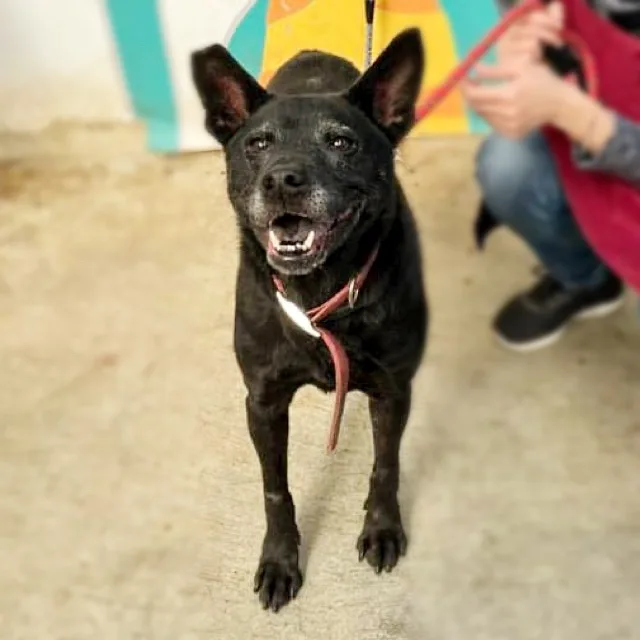 混種犬