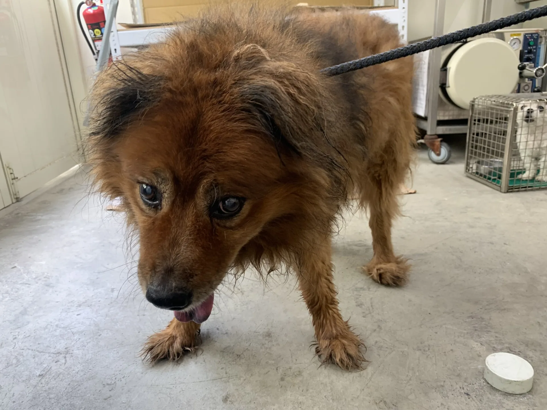 混種犬
