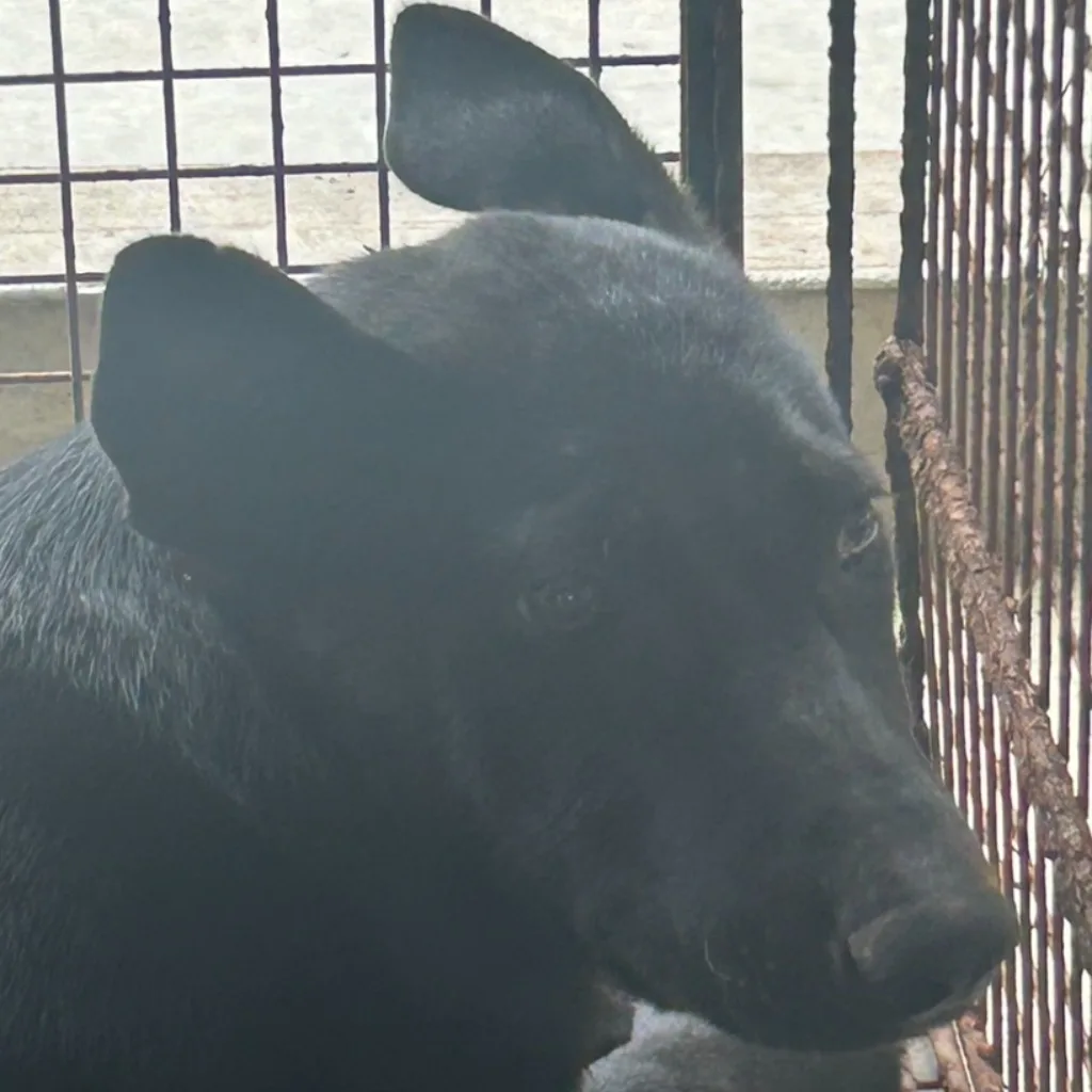 混種犬