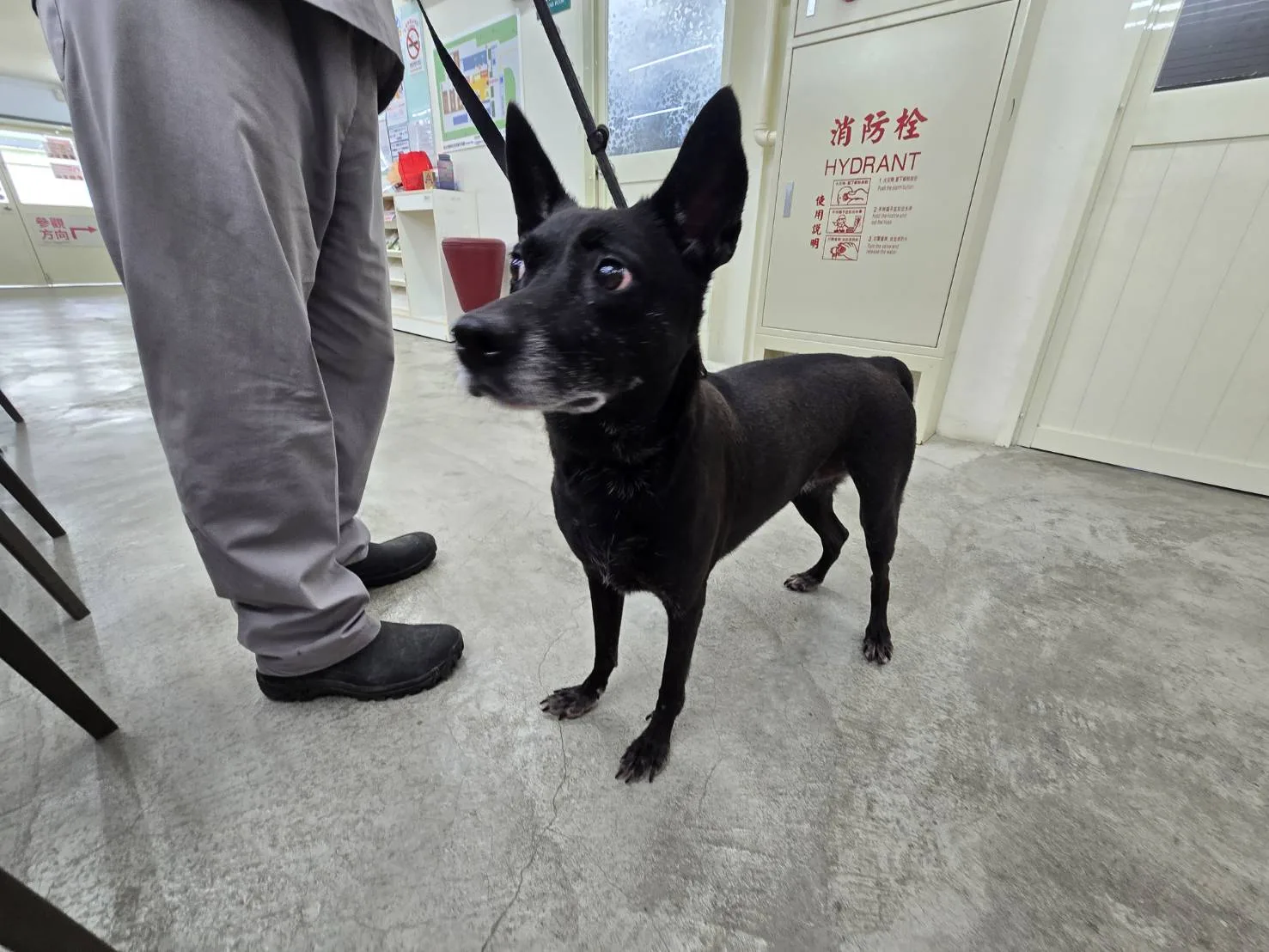 混種犬